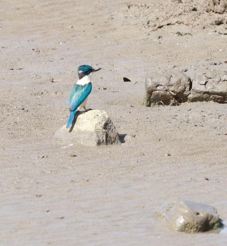 Sacred Kingfisher