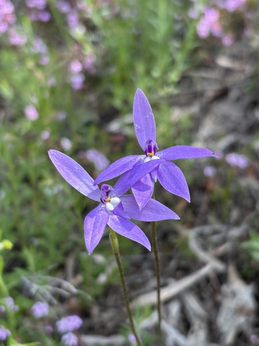 Waxlip Orchid