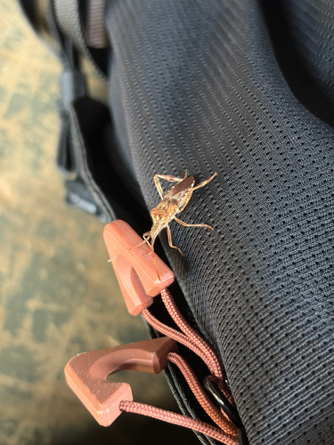 Western Conifer Seed Bug