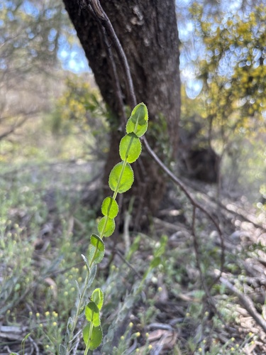 Goodenia benthamiana