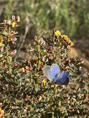 Varied Dusky-blue