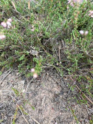 Odiellus spinosus