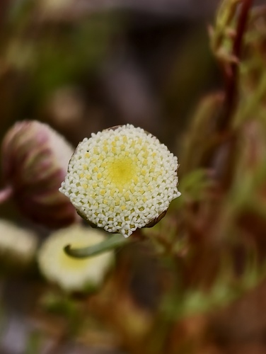 Ferny Buttons