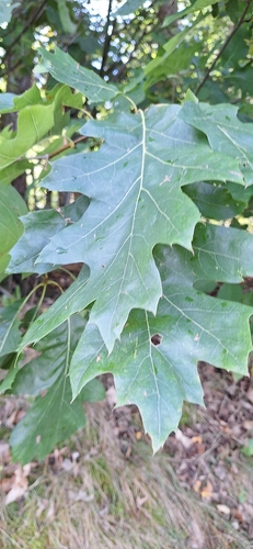 northern red oak