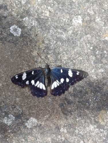 Southern White Admiral