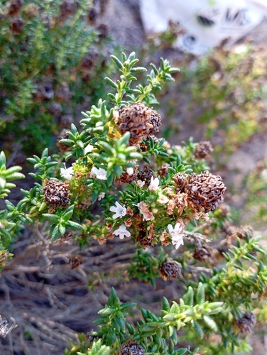Portuguese Thyme