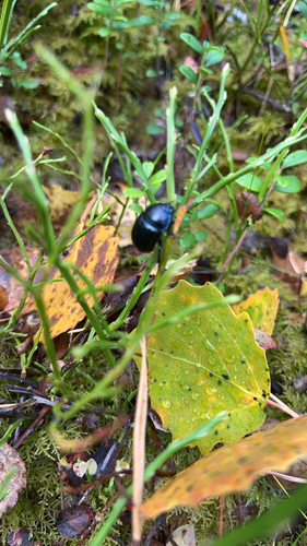 Woodland Dor Beetle