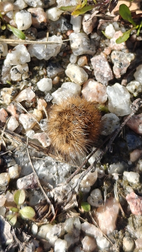 Ruby Tiger Moth
