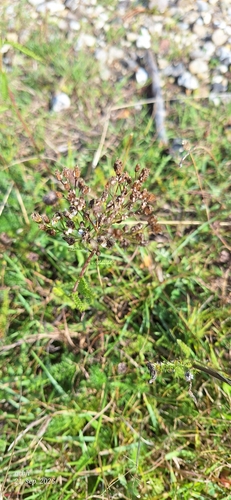 common yarrow