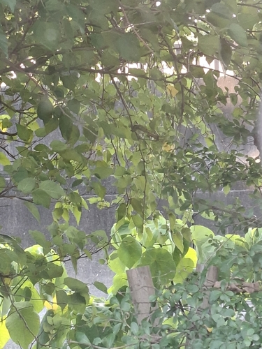 Swinhoe's White-eye