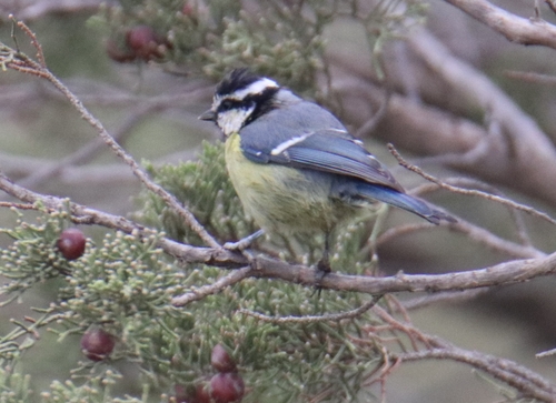 African Blue Tit