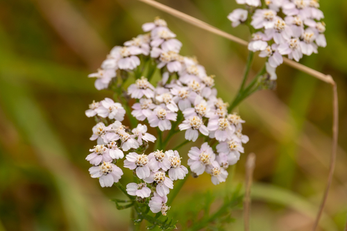 common yarrow
