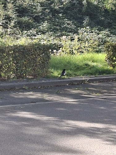 Eurasian Magpie