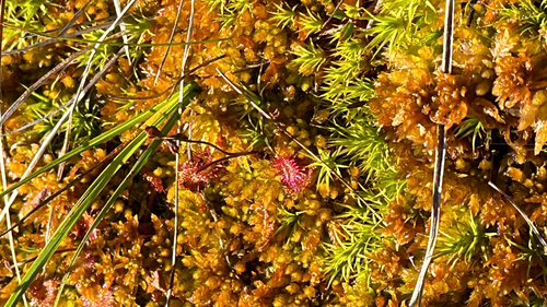 round-leaved sundew