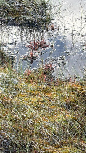 Great Sundew