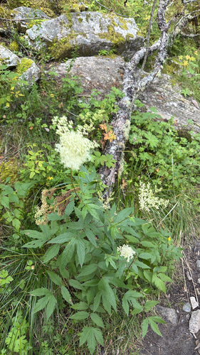 Meadowsweet