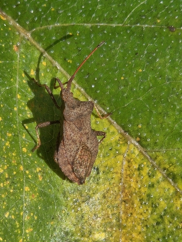 Dock Bug