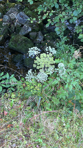 Wild Angelica