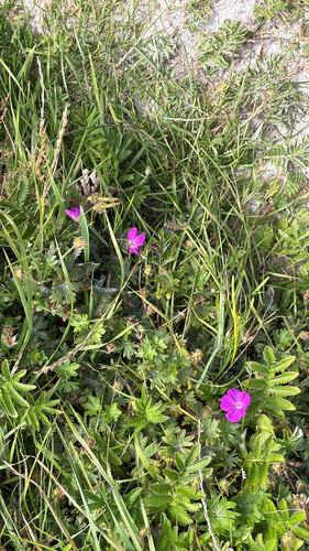 Bloody Crane's-bill