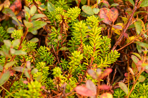 black crowberry