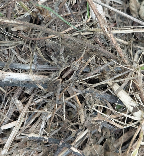 Radiated Wolf Spider