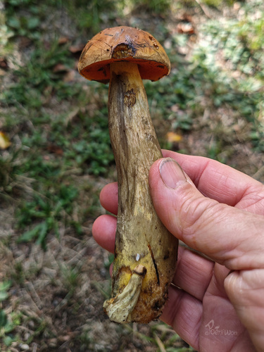 Dotted Stem Bolete