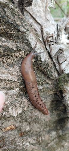 Limax dacampi