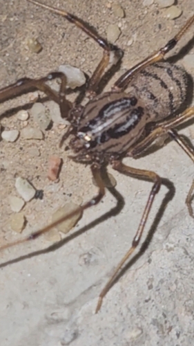 Striped Spitting Spider
