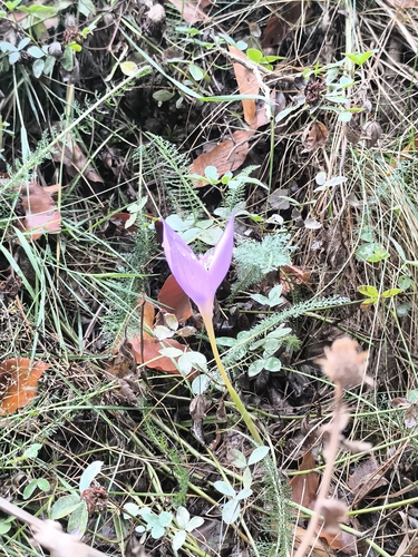 Byzantine Crocus