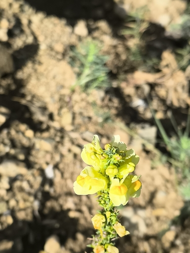 common toadflax