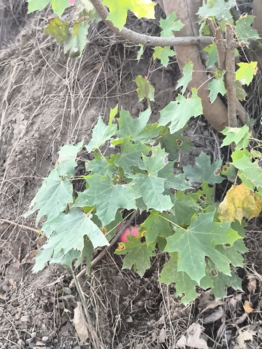 Norway maple