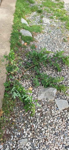 black locust