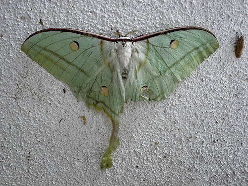 Indian Moon Moth
