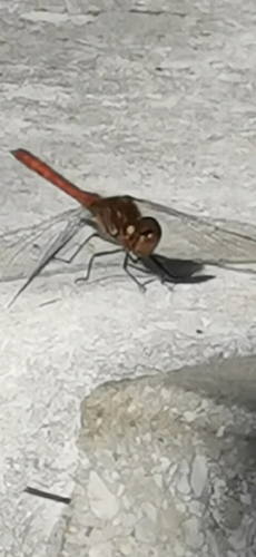 Ruddy Darter