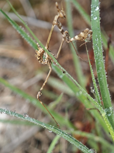 Fasciated Conehead Mantid