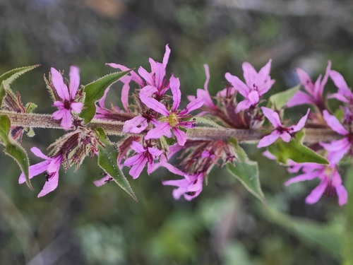 purple loosestrife