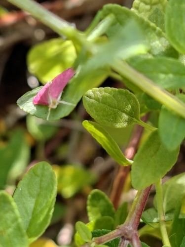 Inornate Pyrausta Moth