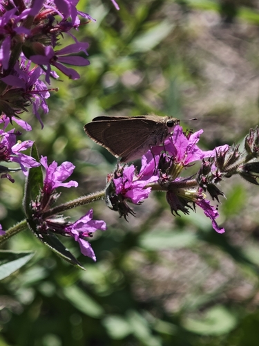 Light Pygmy Skipper