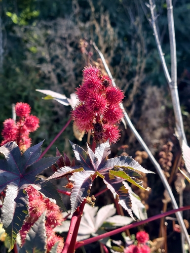 castor bean