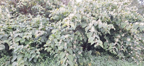 Japanese knotweed
