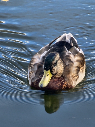 Mallard
