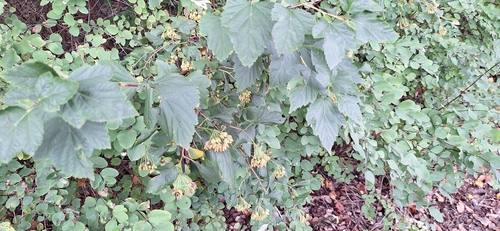 common ninebark