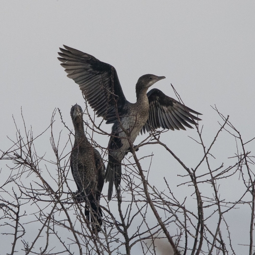 Pygmy Cormorant