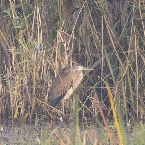 Purple Heron