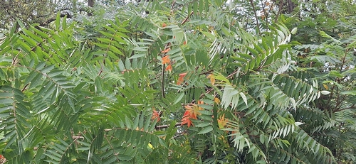 staghorn sumac