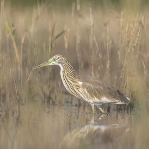 Squacco Heron