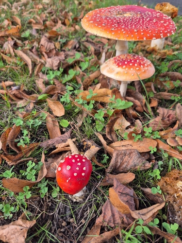 Fly Agaric