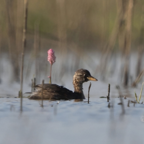 Little Grebe