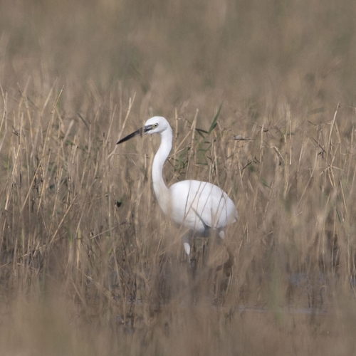 Little Egret