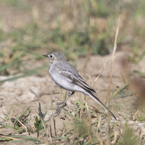 White Wagtail